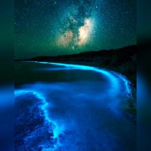 Holbox Bioluminiscencia Tour de Dia Noche - LiveCaribe Now