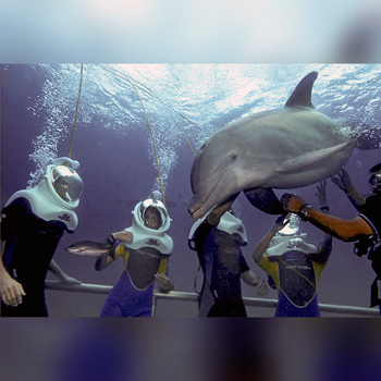 Nado con Delfines en Cancún – Delphinus