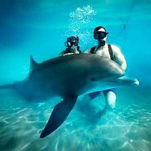 Supreme Experience - Delphinus Hyatt Ziva